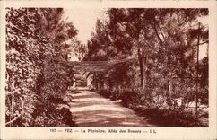 Afrika - Afrika - Fez - Fes - Marokko - der Seedbed Allee der Rosen-Baume - CPA