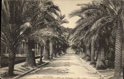 Menton - Allee of the Palm trees - CPA