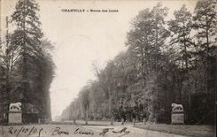Chantilly - Road of the Lions - CPA