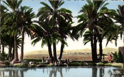 CPA North Africa Scenes and standards In the oasis