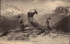 On the Summits - Mont Blanc - Goat - CPA