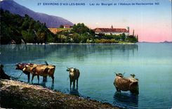Aix les Bains - Lake of Le Bourget and the Abbey of Hautecombe - cow CPA