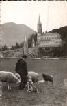 Lourdes - the Basilica - sheep - sheep - CPA