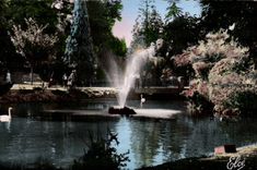 Vichy CPA the lake and swans