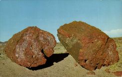 Etats Unis CPM Arizona PEtrifier logs (fossiles)
