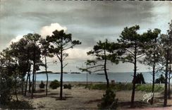 Hafen des Boote MODERNEN KARTEN-Meeres durch die Kiefern