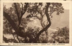 Island of Noirmoutier CPA Holm oaks Beach Pierre saint