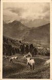 The Pyrenees CPA Pasture on the road of the collar of Aubisque (cows)