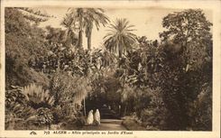 Africa - Africa - Algeria - Algeria - Algiers - Allee principal with the Garden of Test - CPA
