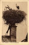 Alsace - Nest of Storks - CPA