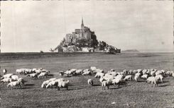 Mont Saint Michel CPA close dirty (sheep)