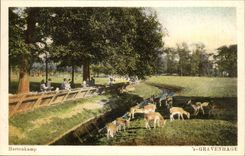 The Netherlands CPA Gravenhage Hertenkamp (hinds deer)