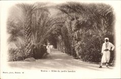 Algeria Biskra CPA Allee of the Landon garden