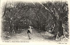Garten Algerien-Algiers CPA des Tests Allee von Ficus