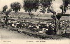 Algiers CPA durch die Olivebaume