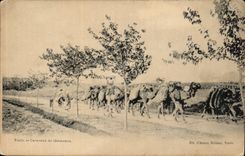 Tunisia Tunis CPA Caravan of camels (camel)