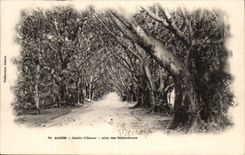 Algeria Algiers CPA Gardens of tests Allee of rubbers