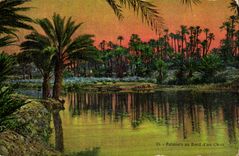 Algeria CPA Palm trees at the edge of a chott