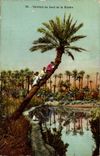 Algeria CPA Palm trees at the edge of the river