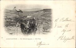 Algeria Constantine CPA a nest of storks