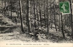 Chatelguyon CPA Seen under wood in the pines