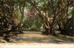 Algeria Algiers CPA Garden of test the alley of the ficus (tree tree)