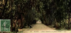 Algeria Algiers CPA Allee of bamboos to the garden of test (bamboo)