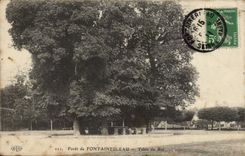 Fontainebleau - Table of the King - CPA Tree Tree