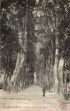 Perpignan - Promenade des Plantanes - CPA 