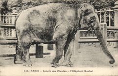 Paris CPA Botanical garden the Rachel elephant