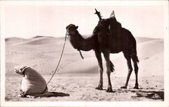 Szenen und Standards Algerien-CPA das Gebet der Wuste (Kamelkamel)