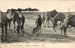 Szenen Algerien-CPA und Standardkamele mit der Weide (Kamel)