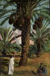 Algeria CPA Scenes and standard Gathering of the dates
