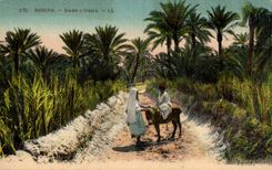 Constantine - Algerien - Algerien - Afrika - Afrika - Biskra - in der Oase - Esel - Esel - CPA