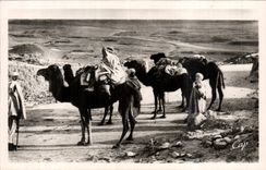 Constantine - Algerien - Algerien - Afrika - Afrika - Biskra - Halt mit dem Kragen von sfa - CPA