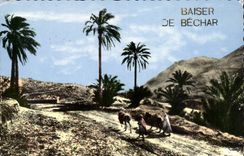 Algeria CPA Kiss of Bechar (ass donkey)