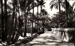 Algerien Biskra CPA Constantine in der Palmenplantage