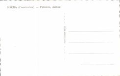 Palmen Algerien-Biskra CPA Constantine - Datumpalmen