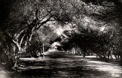 Algerien Biskra CPA Constantine die Crouzet Gassen