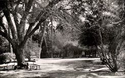Algerien Biskra CPA Constantine der allgemeine Garten