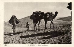 Algerien Biskra CPA Constantine in den Dunen (Kamelkamel)