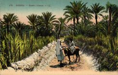 Algeria Biskra Constantine CPA In the oasis (ass donkey)