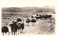 Algeria Constantine CPA Biskra Caravan with the collar Sfa