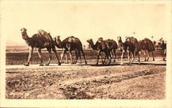Algeria Constantine CPA a caravan Env de Biskra