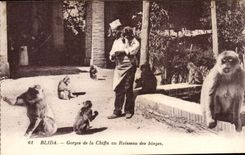 Algeria CPA Blida Falls of Chiffa to the brook of the monkeys (monkey)