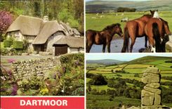 Grande Bretagne CPM Dartmoor (cheval horse)