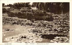 Vichy CPA Nenuphars au golf