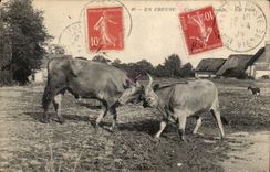 Dig Crozant CPA Combat oxen TOP