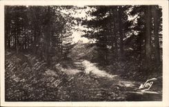 Vigan CPA Montdardier the drill of pines At the bottom the castle