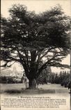CPA Montigny Lencoup Cedar of Lebanon (tree tree)